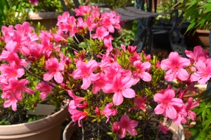 DSC_0085 - コピー (2).JPG